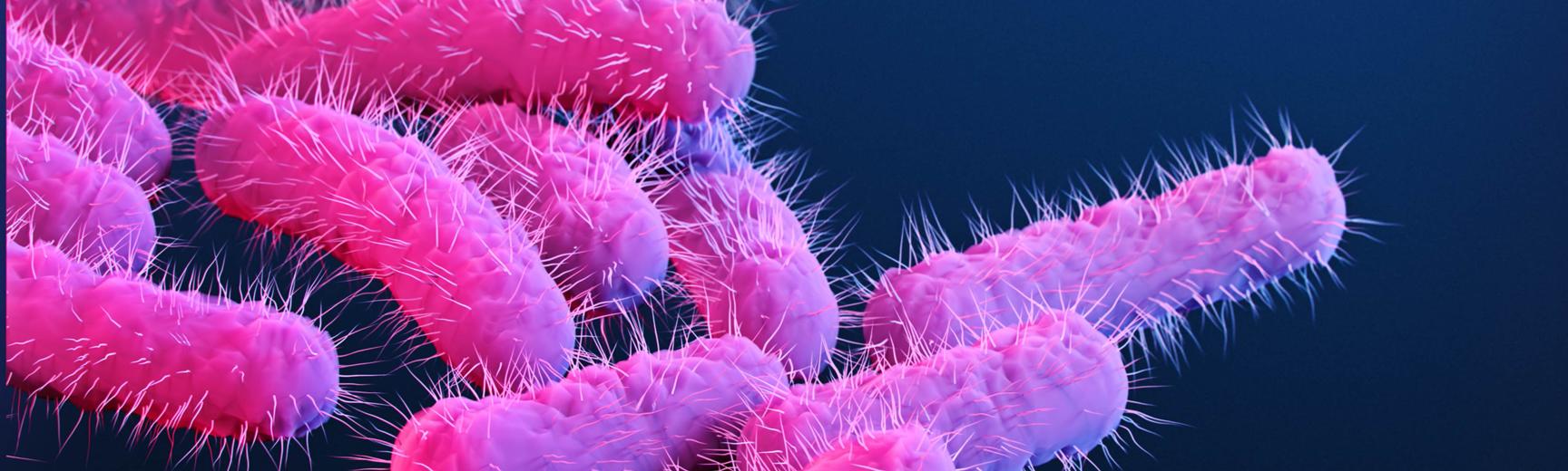 This is a medical illustration of drug-resistant, Shigella sp. bacteria